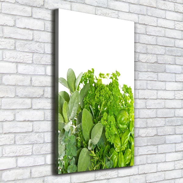 Canvas print Herbs