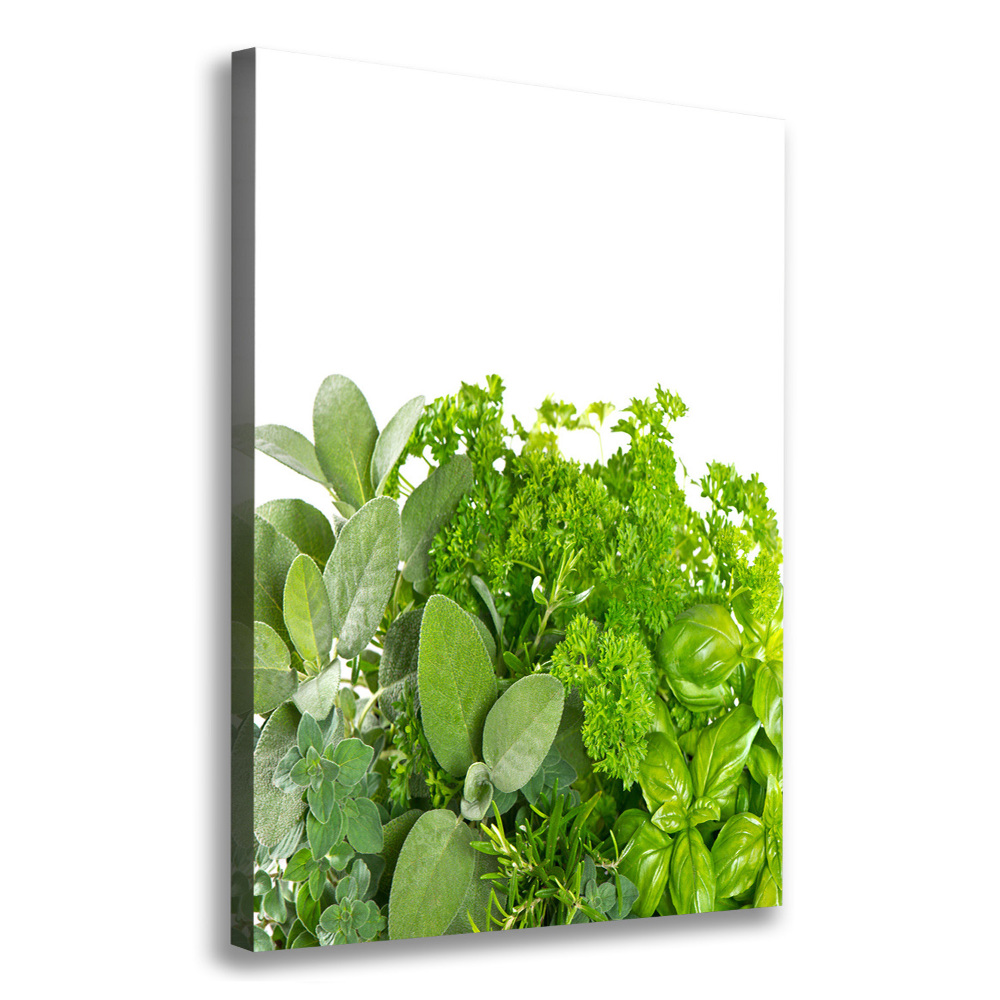 Canvas print Herbs