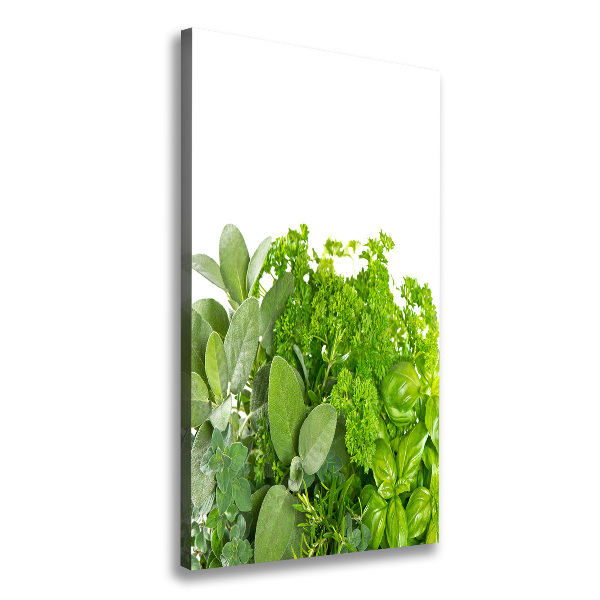 Canvas print Herbs