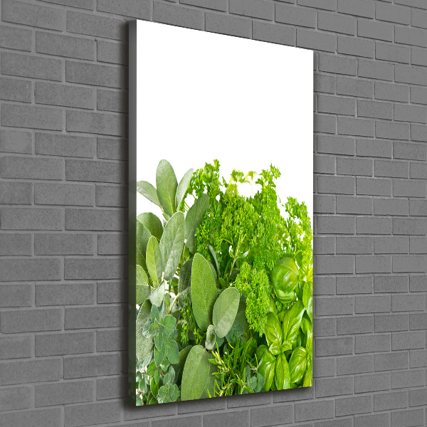 Canvas print Herbs