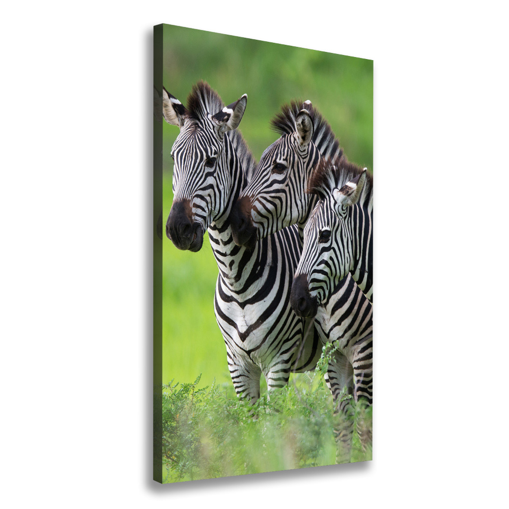 Large canvas wall art Three zebras