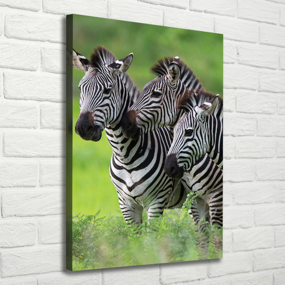 Large canvas wall art Three zebras