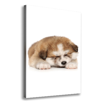 Canvas wall art Akita puppy