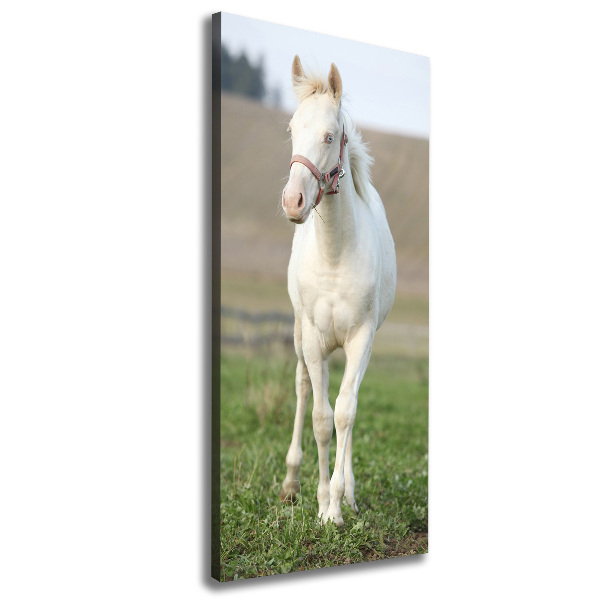 Canvas wall art Albinos horse