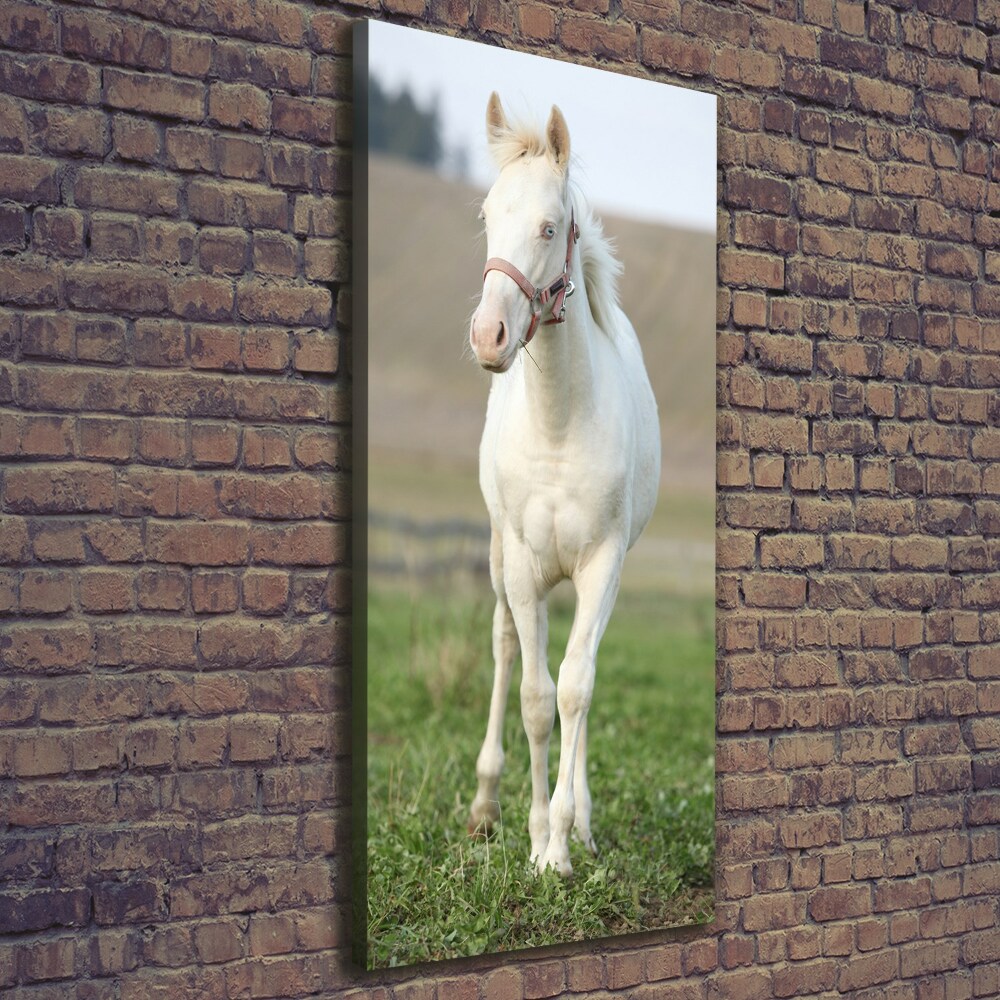 Canvas wall art Albinos horse