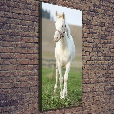 Canvas wall art Albinos horse