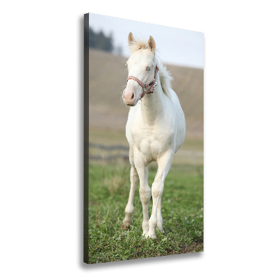 Canvas wall art Albinos horse