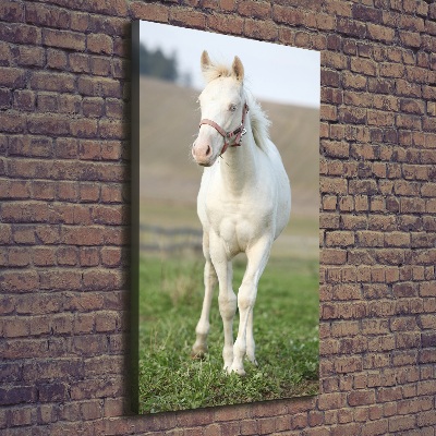 Canvas wall art Albinos horse