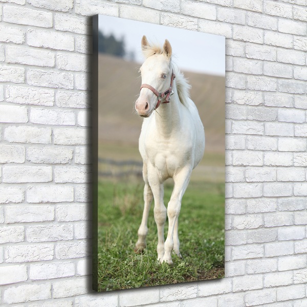 Canvas wall art Albinos horse