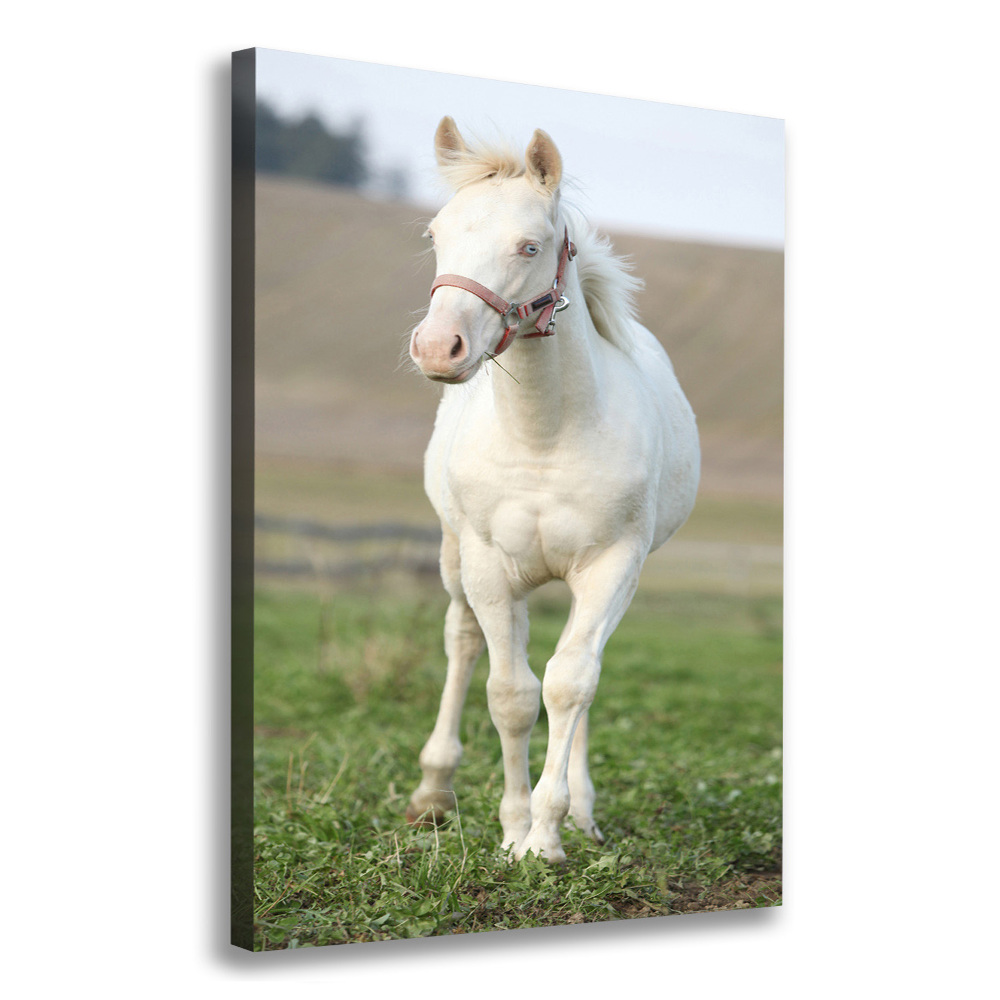 Canvas wall art Albinos horse