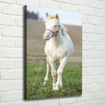 Canvas wall art Albinos horse