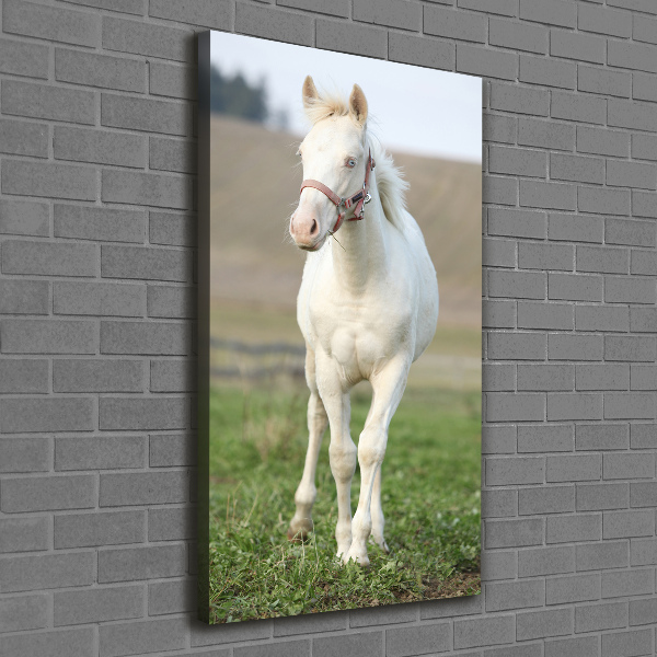 Canvas wall art Albinos horse