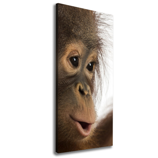 Canvas print Young orangutan