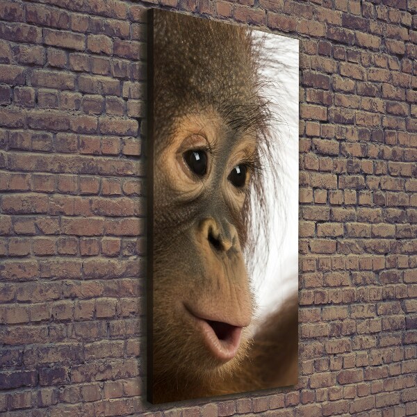 Canvas print Young orangutan