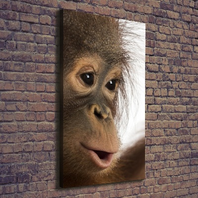 Canvas print Young orangutan