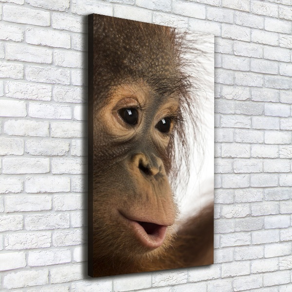 Canvas print Young orangutan