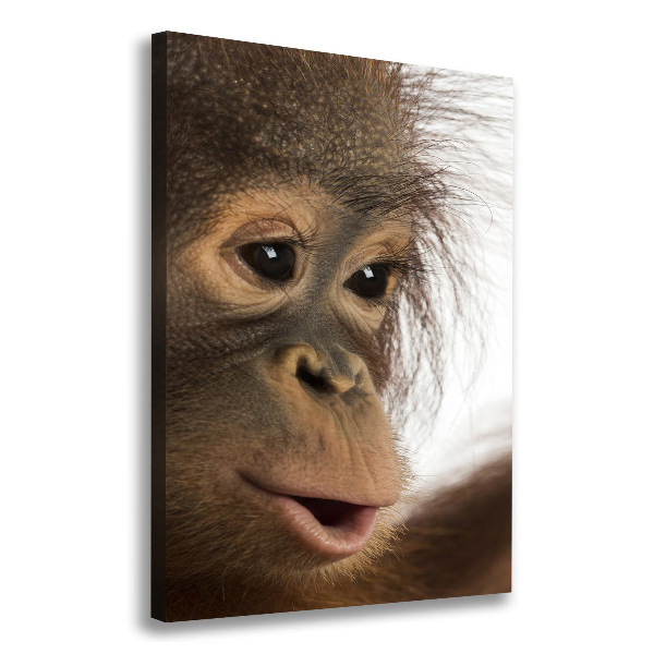 Canvas print Young orangutan