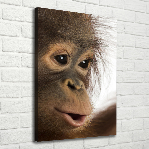 Canvas print Young orangutan