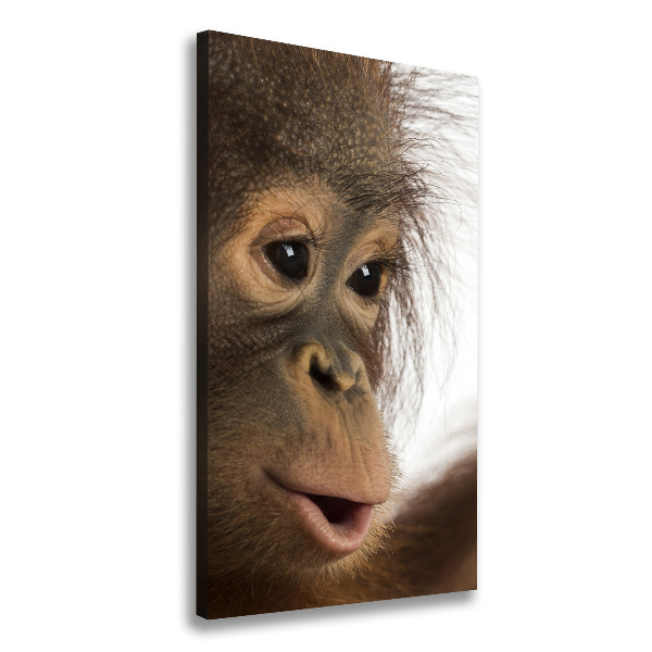 Canvas print Young orangutan