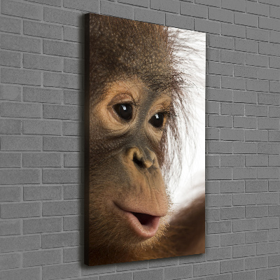 Canvas print Young orangutan