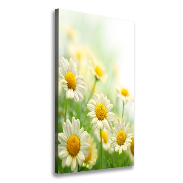 Picture canvas print Daisy