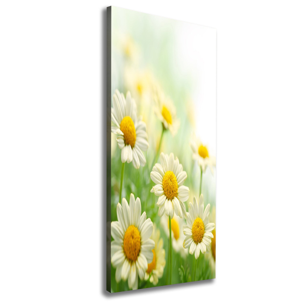 Picture canvas print Daisy