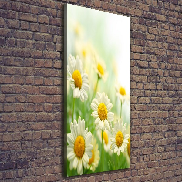 Picture canvas print Daisy