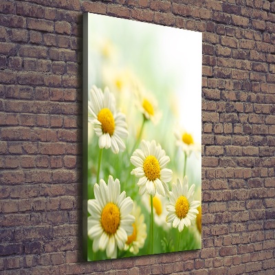 Picture canvas print Daisy