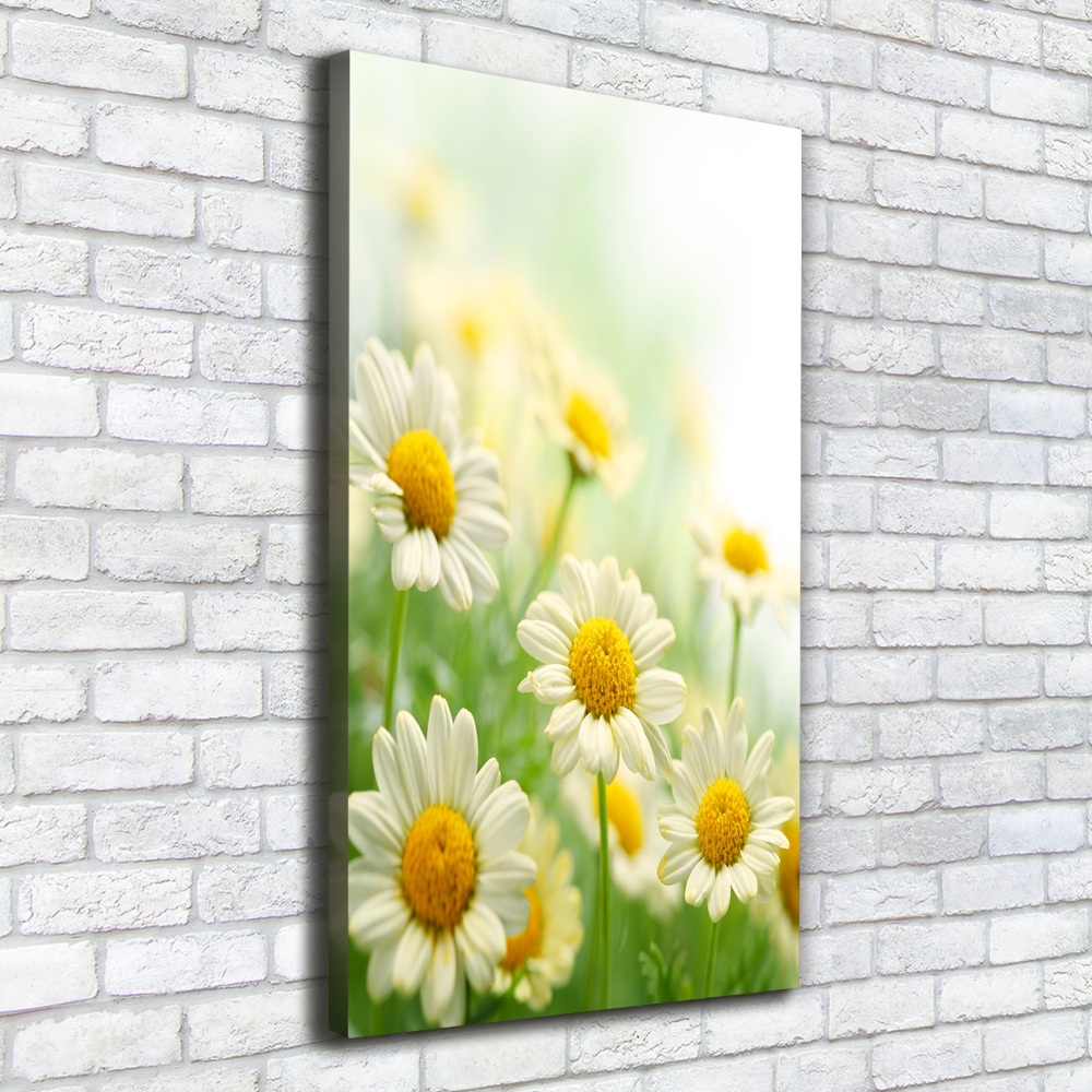 Picture canvas print Daisy