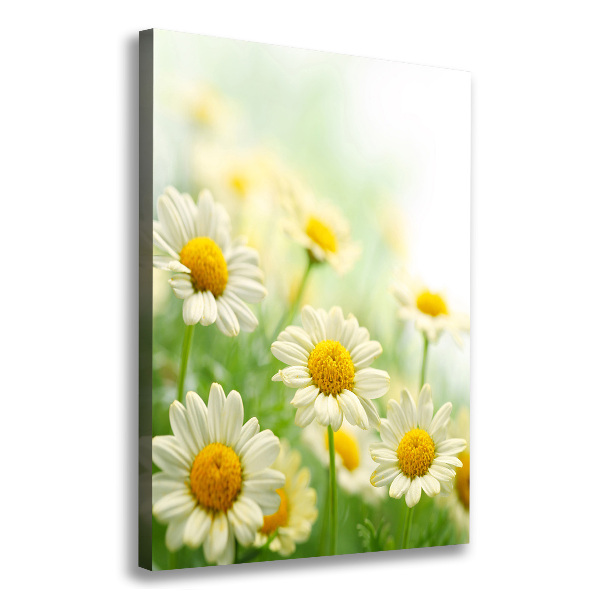 Picture canvas print Daisy