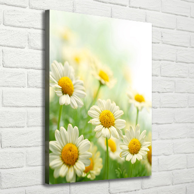 Picture canvas print Daisy