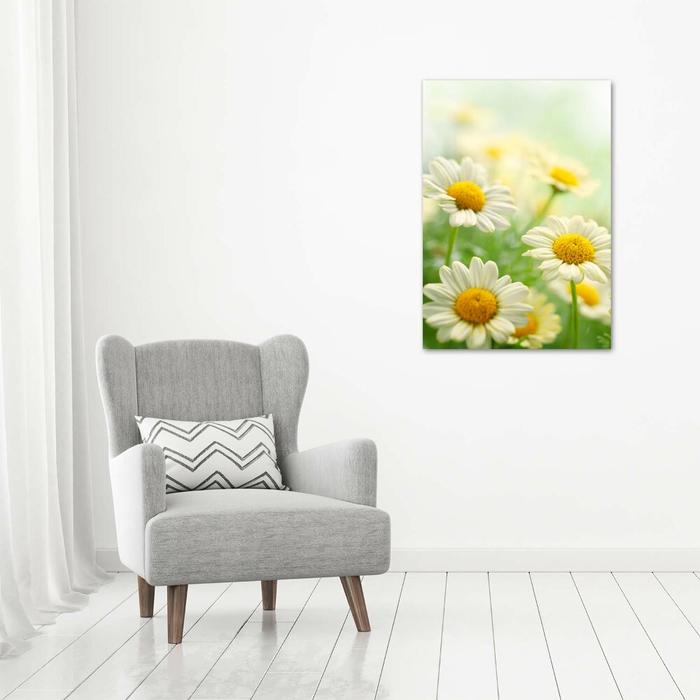 Picture canvas print Daisy