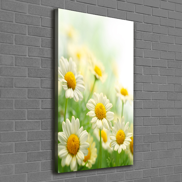 Picture canvas print Daisy