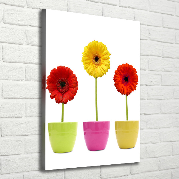 Wall art canvas Colorful gerberas