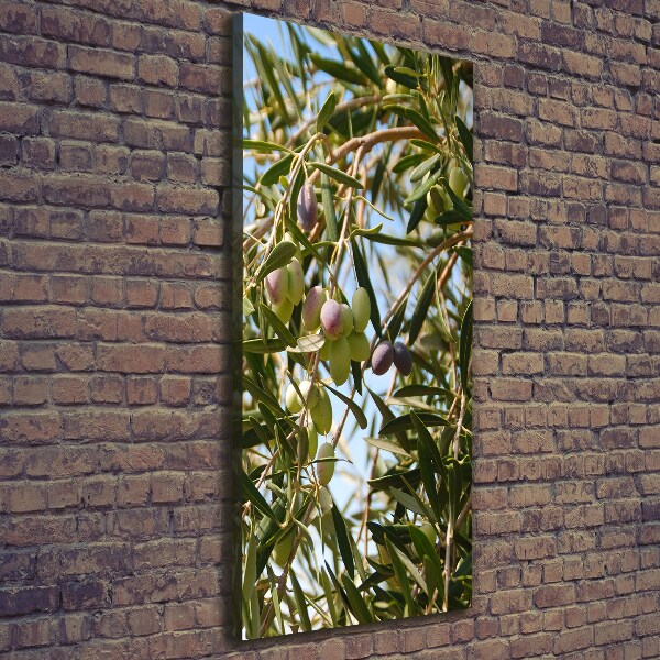 Picture canvas print Olives on a tree