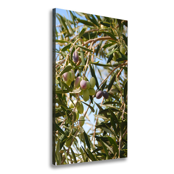 Picture canvas print Olives on a tree