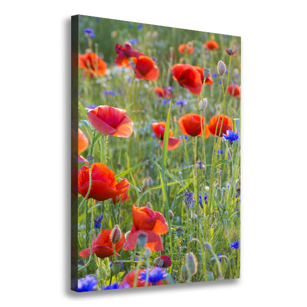 Picture canvas print Field poppies