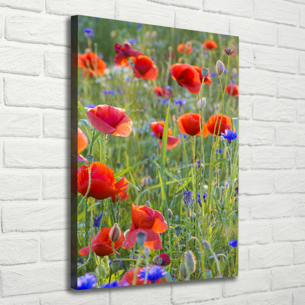 Picture canvas print Field poppies