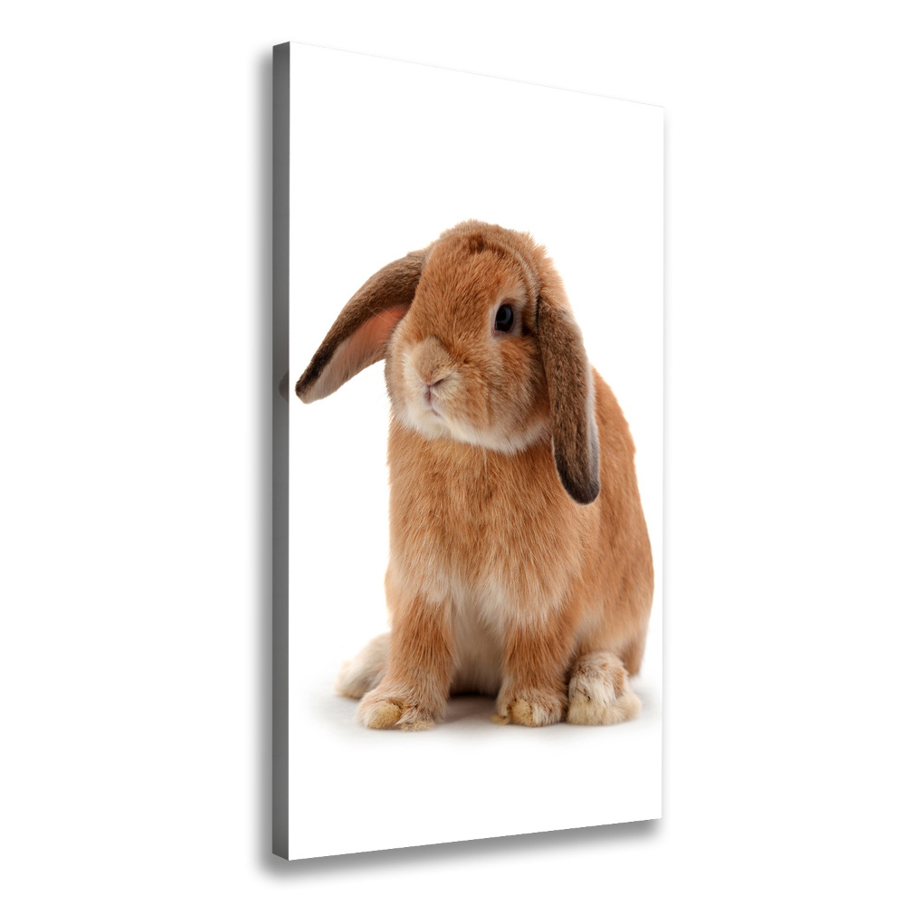 Wall art canvas large Rabbit