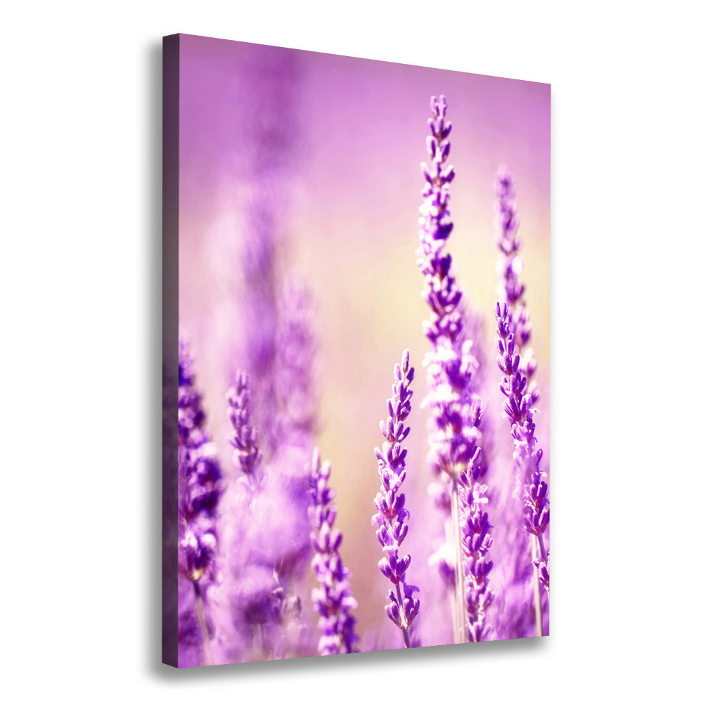 Canvas wall art Lavender