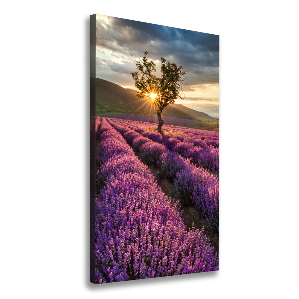 Canvas wall art Lavender field