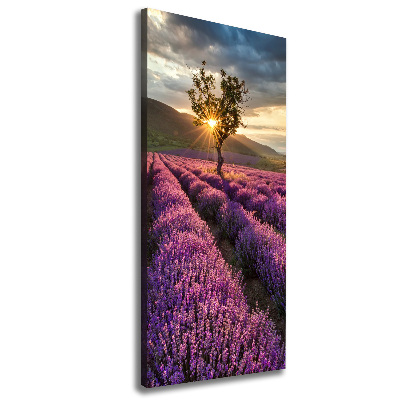 Canvas wall art Lavender field