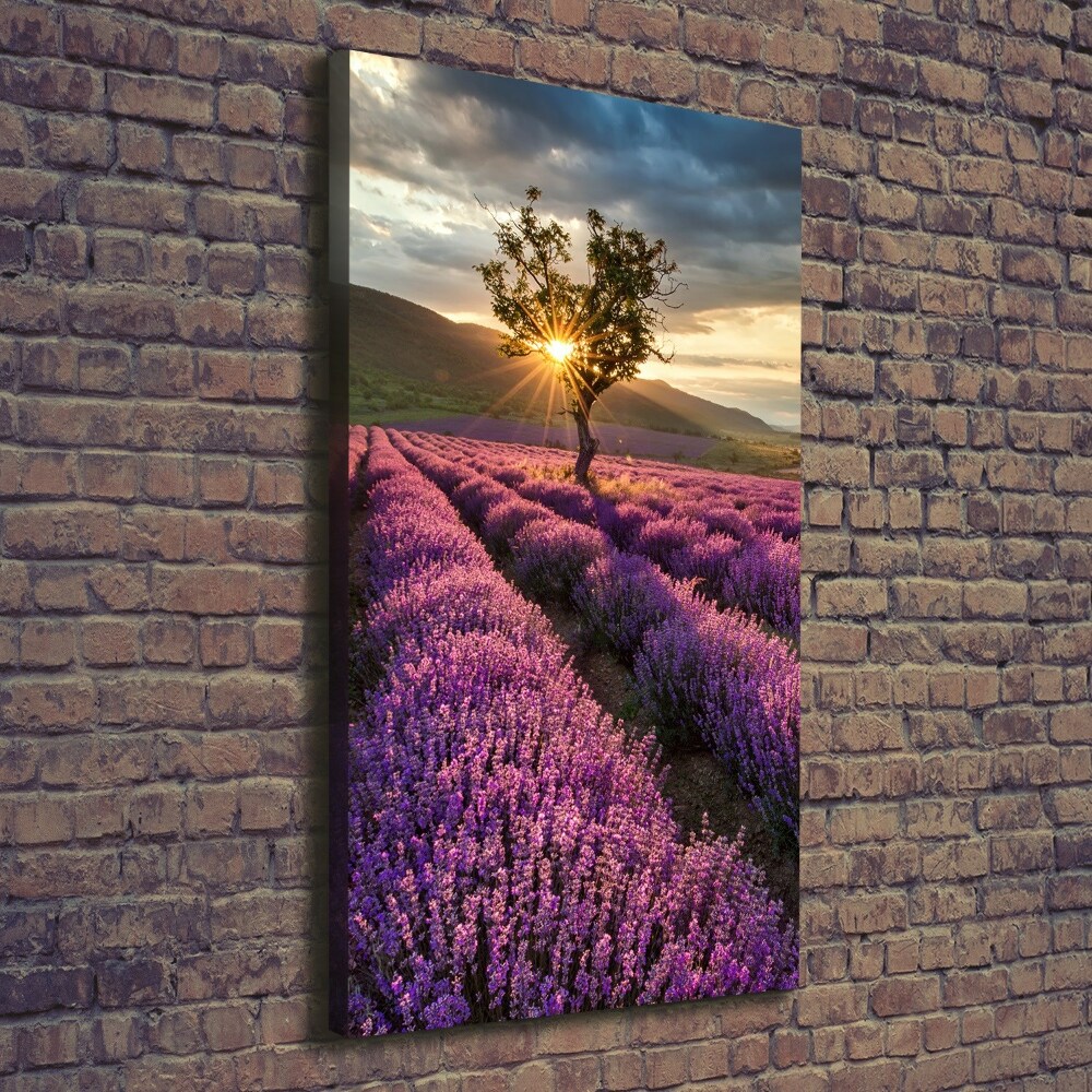 Canvas wall art Lavender field