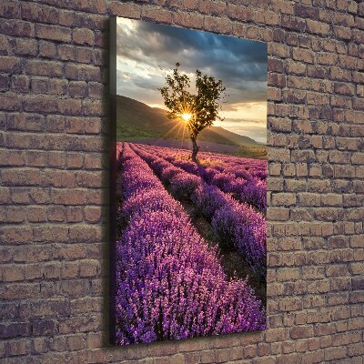 Canvas wall art Lavender field