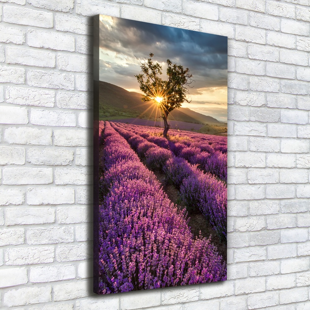 Canvas wall art Lavender field