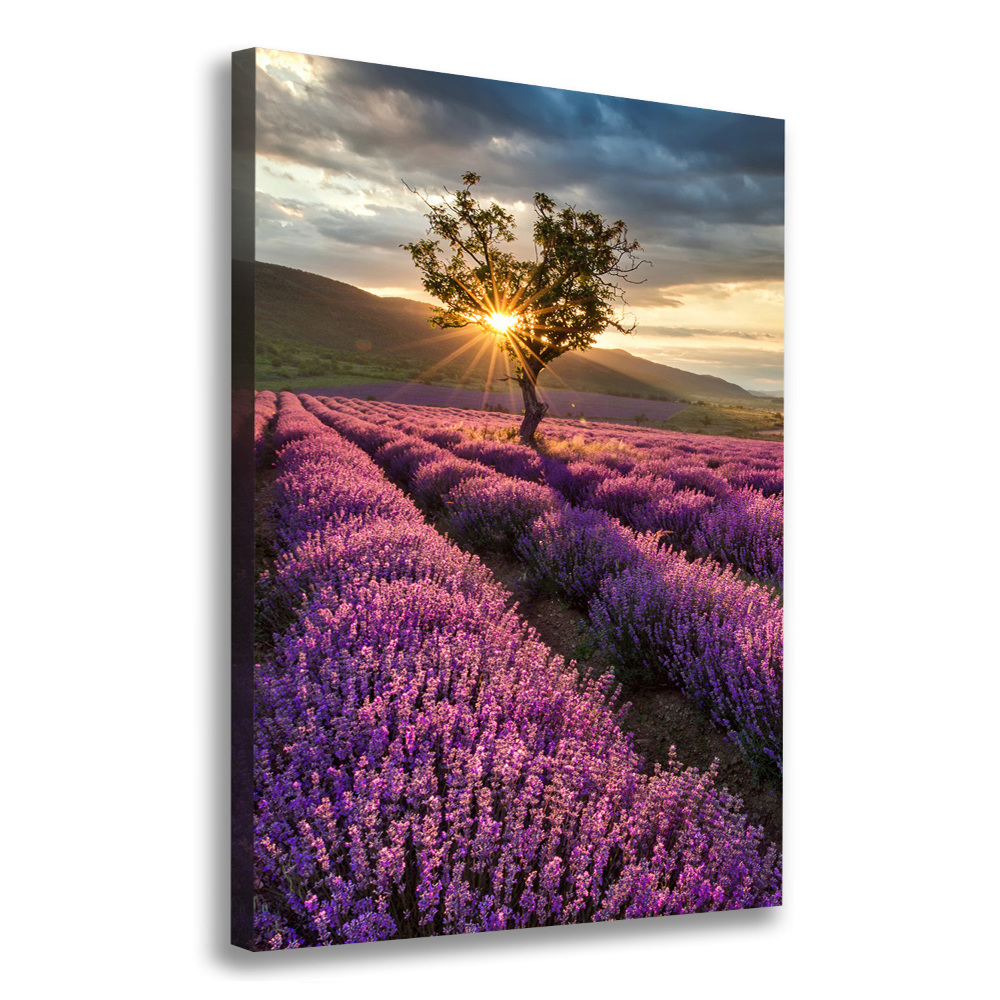 Canvas wall art Lavender field