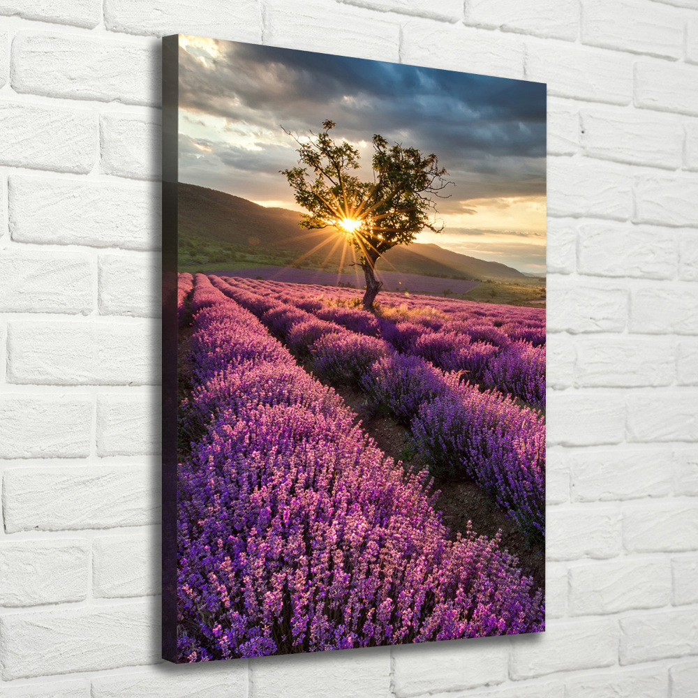 Canvas wall art Lavender field