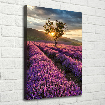 Canvas wall art Lavender field