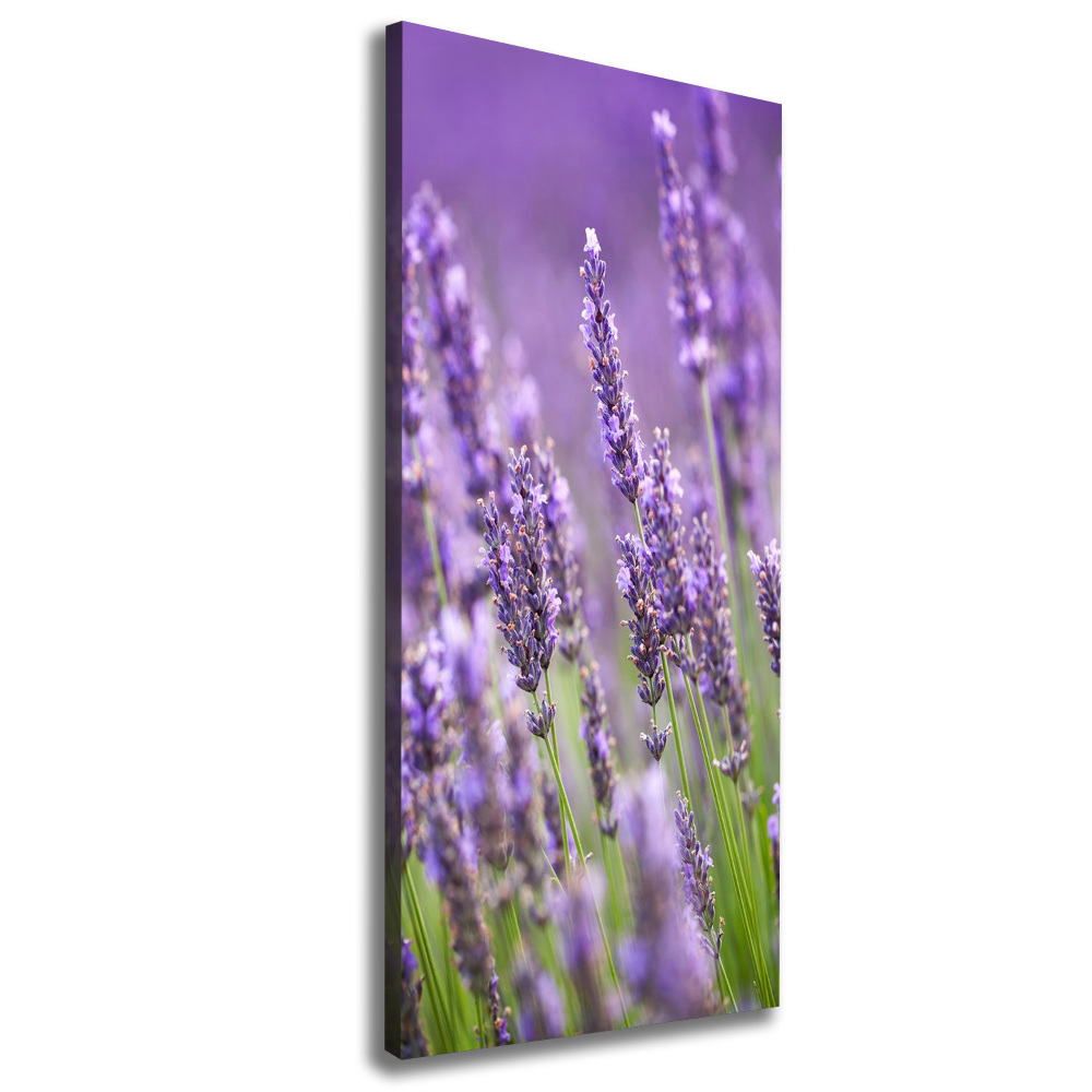 Wall canvas art Lavender field