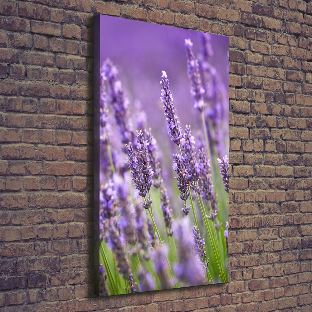 Wall canvas art Lavender field